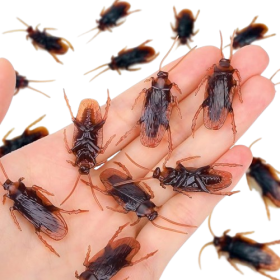 Pretty Realistic Fake Cockroaches